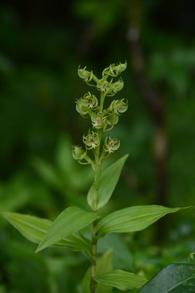 Habenaria digitata, photographed by S.MORE