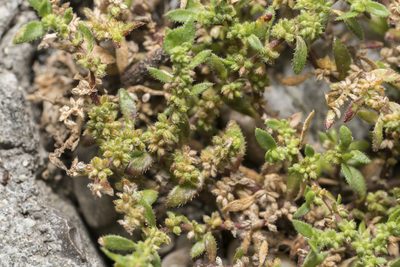 Herniaria hirsuta, photographed by Eleftherios Katsillis