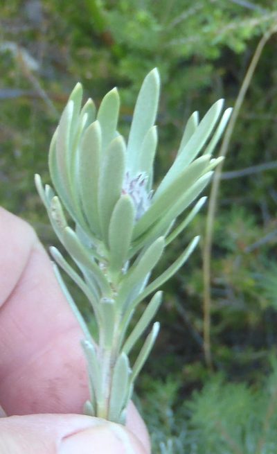 Leucadendron singulare, photographed by Nicola van Berkel
