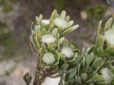 Leucadendron singulare, photographed by Nicola van Berkel