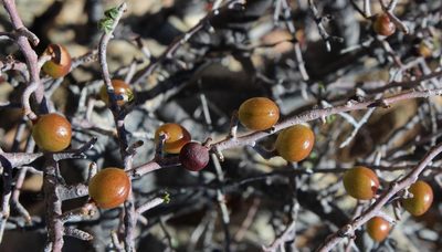 Commiphora capensis, photographed by Tony Rebelo