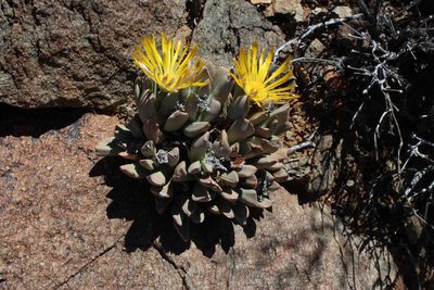 Schwantesia herrei, photographed by Tony Rebelo