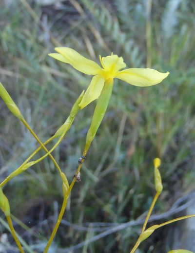 Bobartia paniculata, photographed by Nicola van Berkel