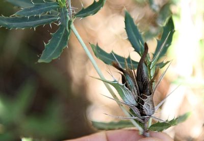 Blepharis aspera, photographed by Wynand Uys