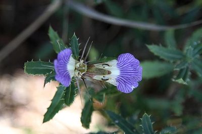 Blepharis aspera, photographed by Wynand Uys