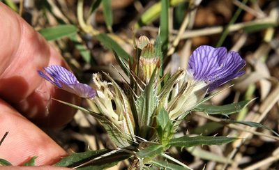 Blepharis aspera, photographed by Wynand Uys