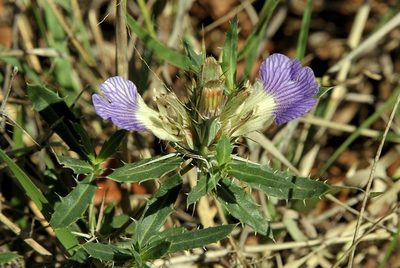 Blepharis aspera, photographed by Wynand Uys