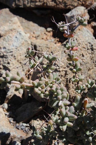Ruschia spinosa, photographed by Tony Rebelo