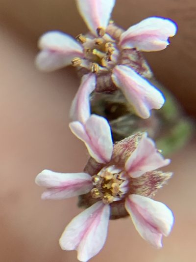 Potentilla howellii, photographed by Kate Manning