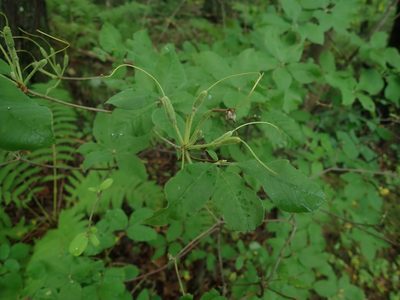 Rhododendron prinophyllum, photographed by Lynn Harper
