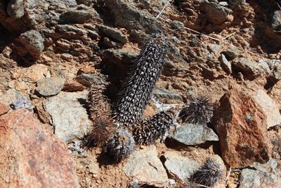 Acanthopsis disperma, photographed by Tony Rebelo