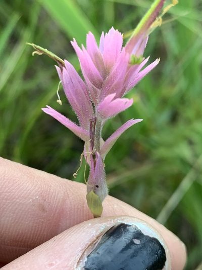 Castilleja elata, photographed by Kate Manning
