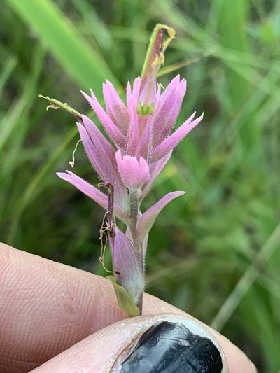 Castilleja elata, photographed by Kate Manning