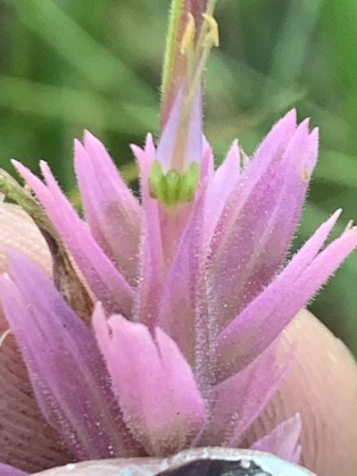 Castilleja elata, photographed by Kate Manning
