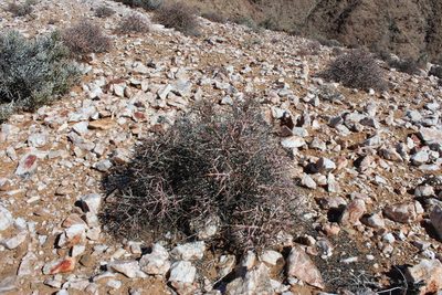 Euphorbia spinea, photographed by Tony Rebelo