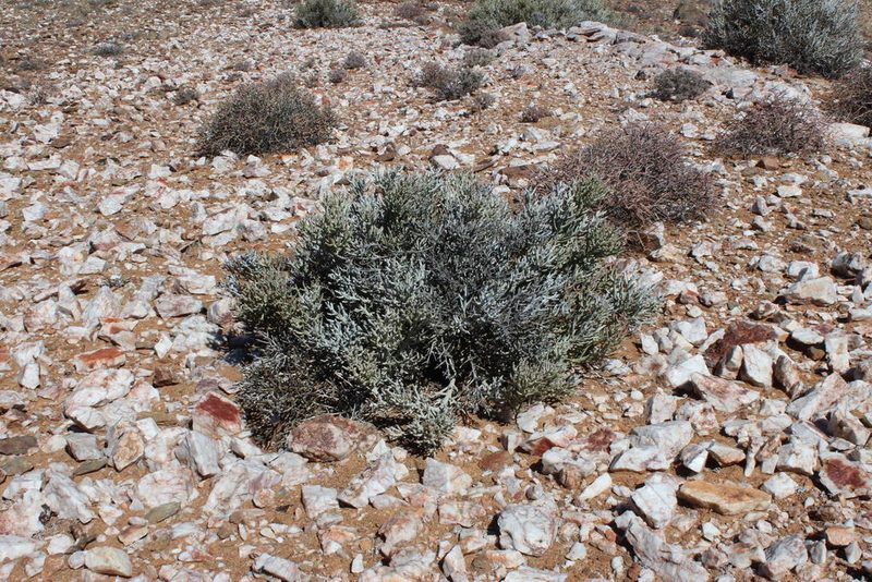 Euphorbia gummifera, photographed by Tony Rebelo