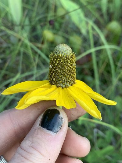 Rudbeckia glaucescens, photographed by Kate Manning
