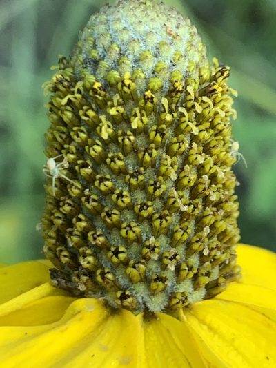 Rudbeckia glaucescens, photographed by Kate Manning