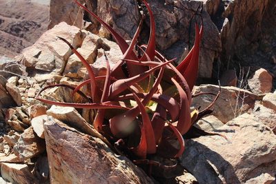 Aloe gariepensis, photographed by Tony Rebelo