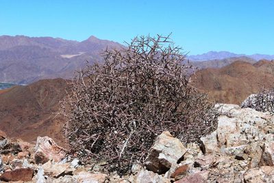 Euphorbia spinea, photographed by Tony Rebelo