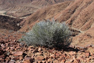 Euphorbia gummifera, photographed by Tony Rebelo