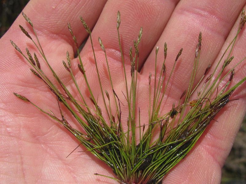 Isolepis pusilla, photographed by douglaseustonbrown