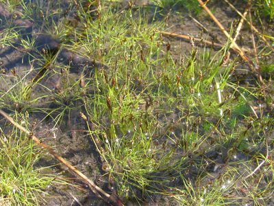 Isolepis pusilla, photographed by douglaseustonbrown