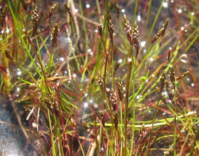 Isolepis pusilla, photographed by douglaseustonbrown