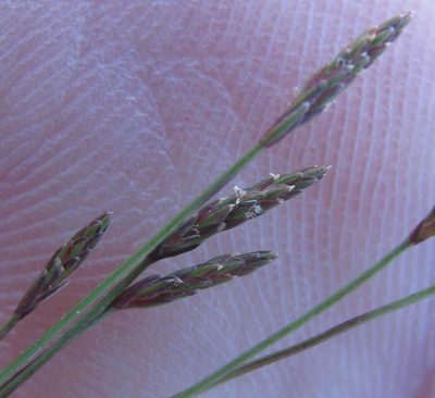 Isolepis pusilla, photographed by douglaseustonbrown