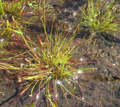 Isolepis pusilla, photographed by douglaseustonbrown