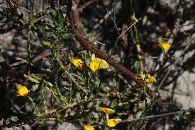 Aspalathus microphylla, photographed by Tony Rebelo