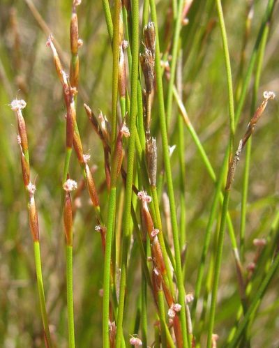 Restio paludosus, photographed by douglaseustonbrown