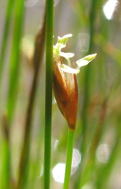Restio paludosus, photographed by douglaseustonbrown