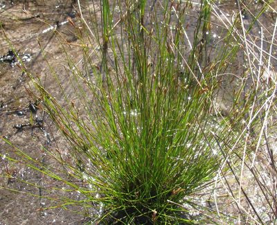 Restio paludosus, photographed by douglaseustonbrown