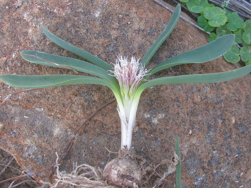 Lachenalia pusilla, photographed by douglaseustonbrown