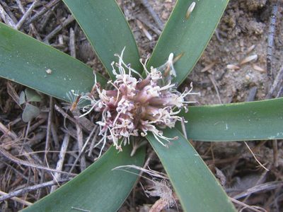 Lachenalia pusilla, photographed by douglaseustonbrown
