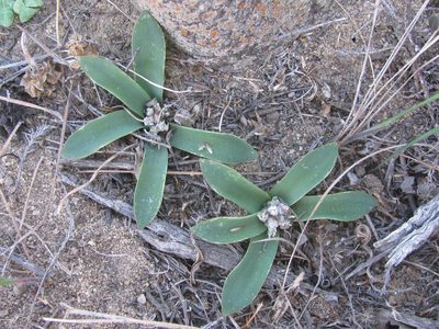 Lachenalia pusilla, photographed by douglaseustonbrown