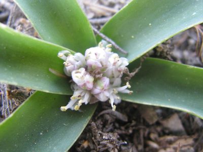 Lachenalia pusilla, photographed by douglaseustonbrown