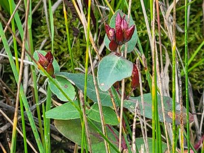 Hypericum fraseri, photographed by Jean Sorensen