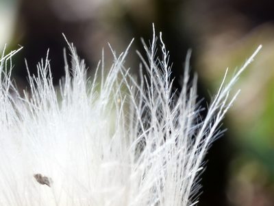 Scorzoneroides montana, photographed by Wolfgang Jauch