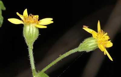 Anisopappus schinzii, photographed by Wynand Uys