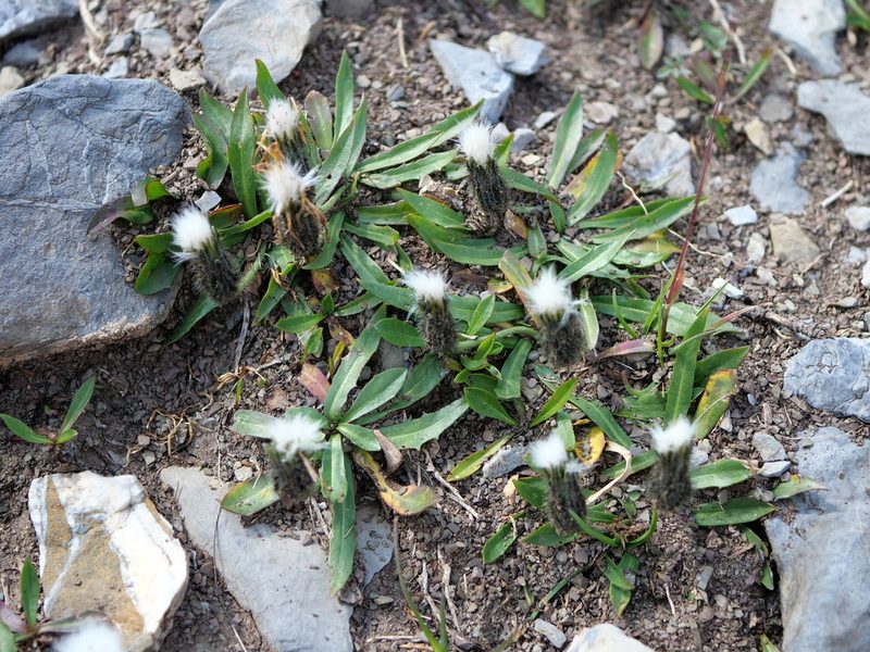 Scorzoneroides montana, photographed by Wolfgang Jauch