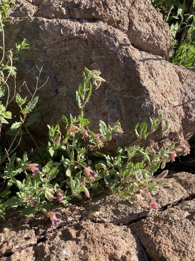 Oenothera neomexicana, photographed by Cecelia Alexander