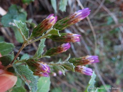 Printzia auriculata, photographed by Peter Warren