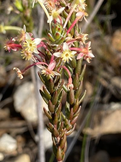 Struthiola rigida, photographed by Christina