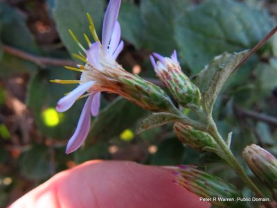 Printzia auriculata, photographed by Peter Warren