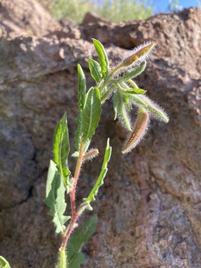 Oenothera neomexicana, photographed by Cecelia Alexander