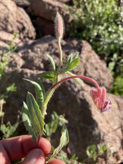 Oenothera neomexicana, photographed by Cecelia Alexander