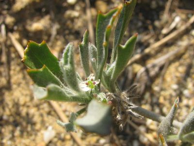 Centella tridentata, photographed by douglaseustonbrown