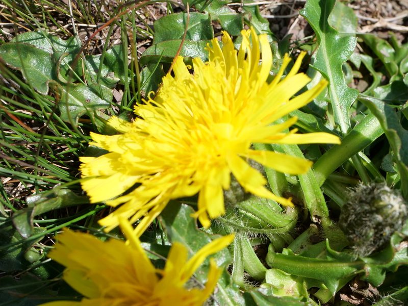 Crepis terglouensis, photographed by Wolfgang Jauch